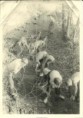 /album/foto-po-stopach-historie/a013-jpg/